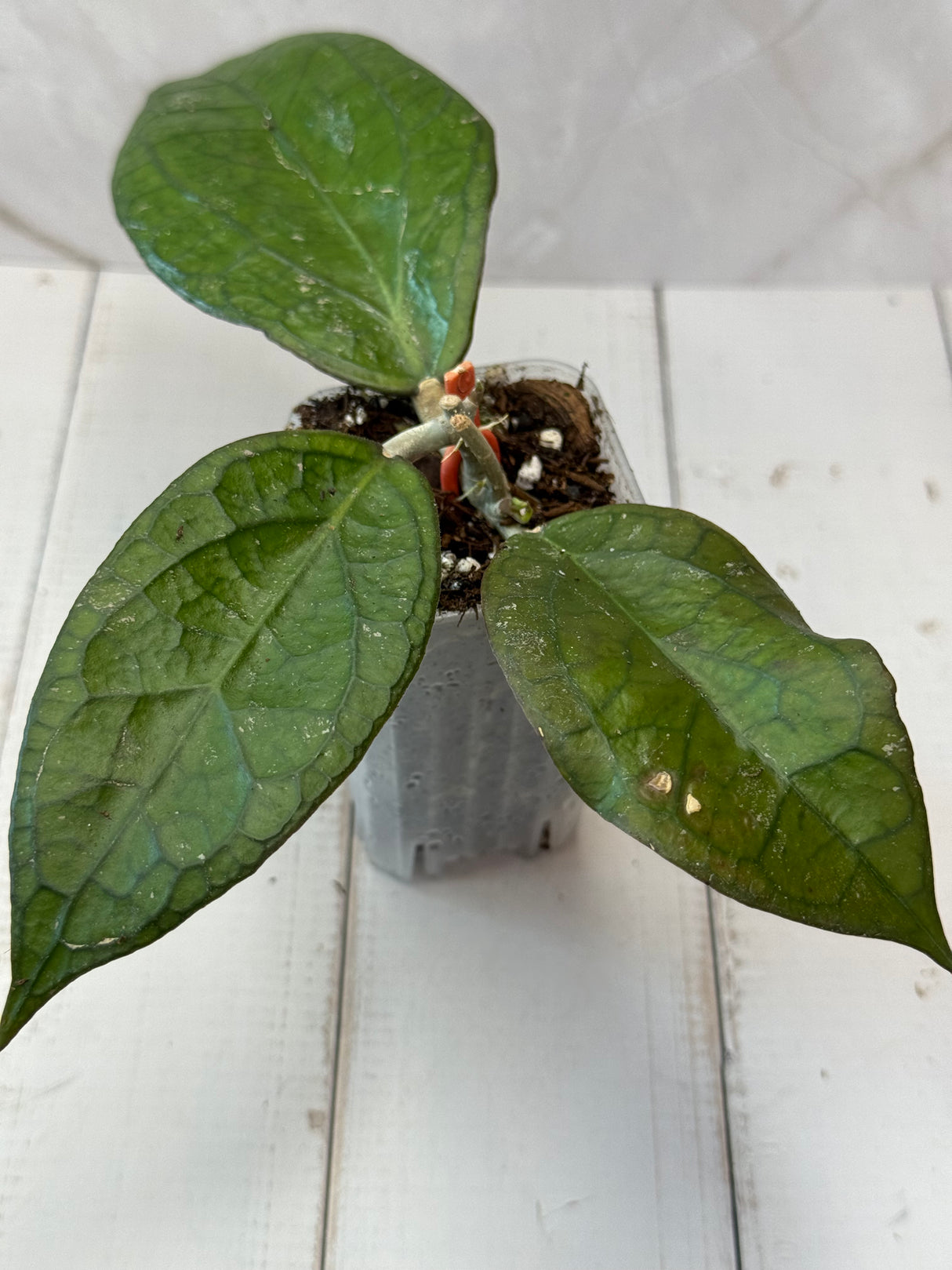 E-079 'Surisa' MB1280 (nicholsoniae x Goldeneye)