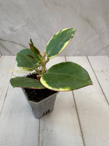 E-076 para outter variegated