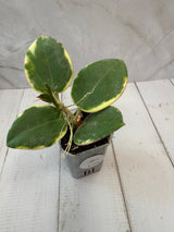E-076 para outter variegated