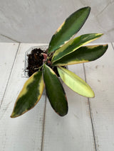 E-078 wayetii ‘Lori Lyn'
