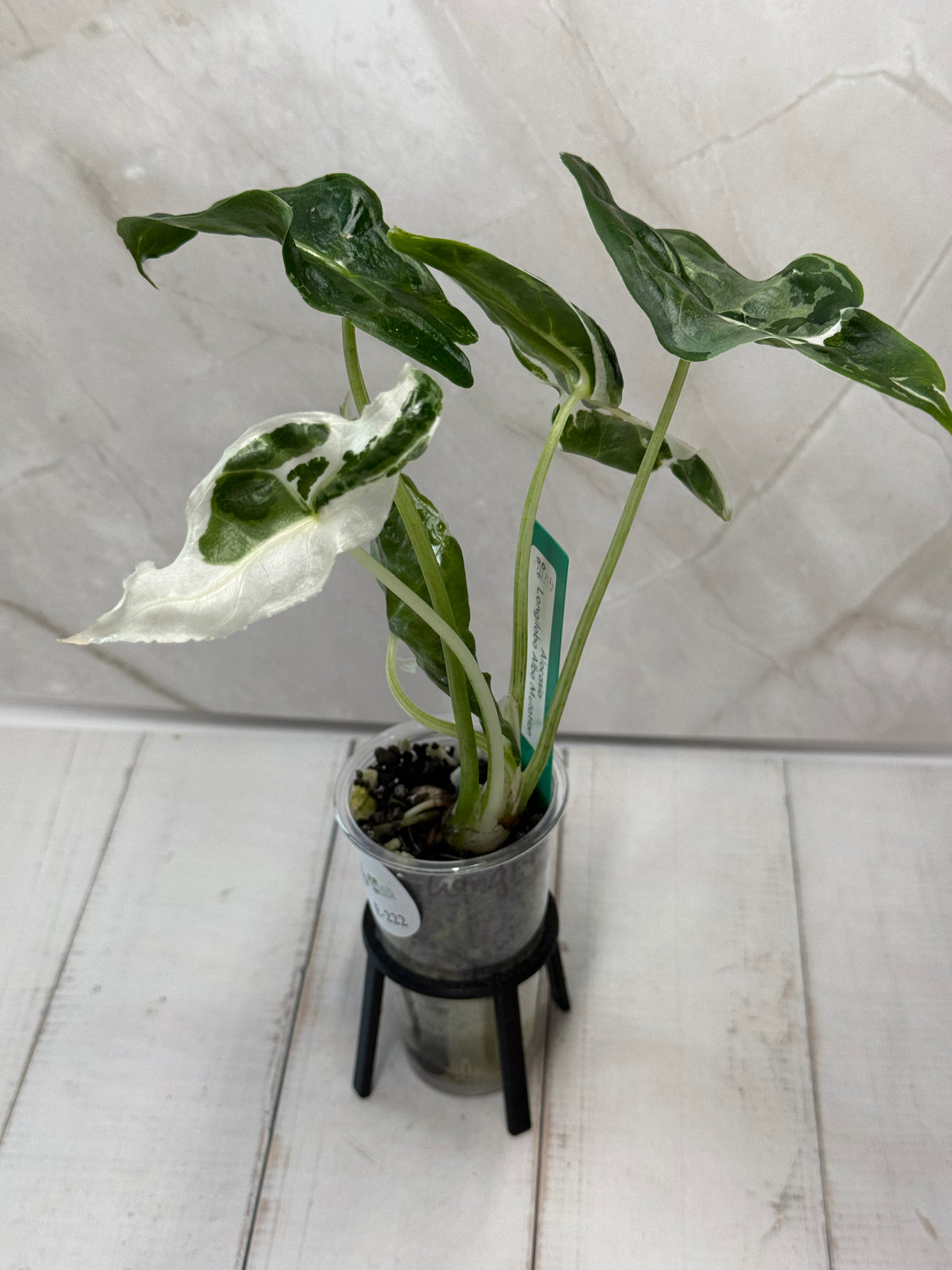 E-222 Alocasia Longiloba Albo Mutation