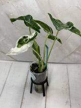 E-222 Alocasia Longiloba Albo Mutation