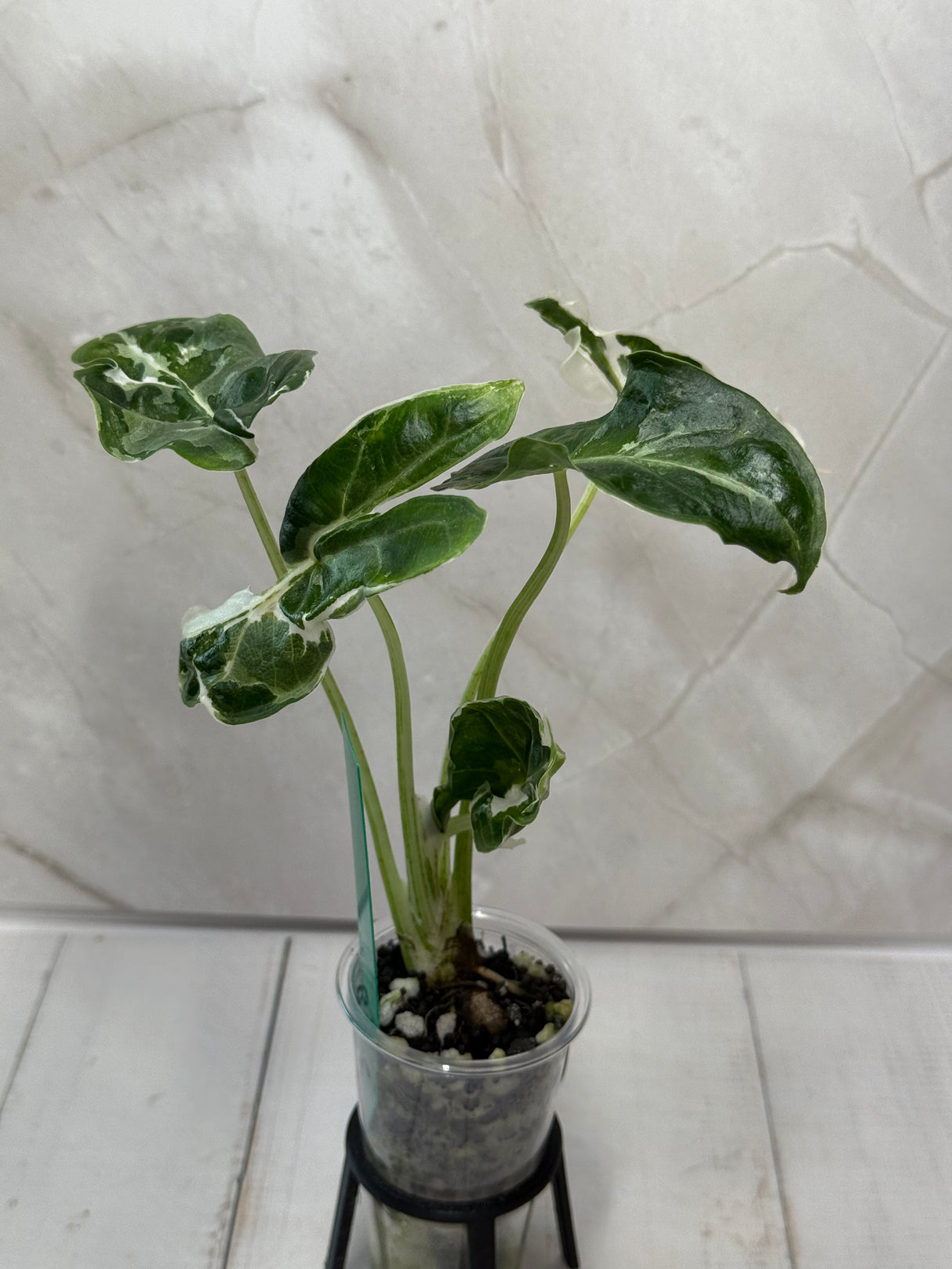 E-222 Alocasia Longiloba Albo Mutation