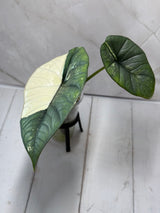 E-224 Platinum Bisma Mint