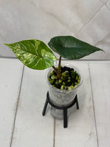 E-226 Scalprum Albo