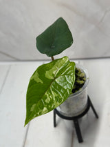 E-226 Scalprum Albo