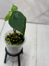E-226 Scalprum Albo