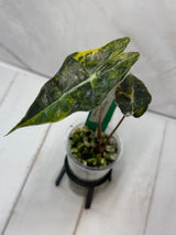 E-229 Sanderiana Bull Aurea