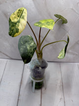 E-230 Perakensis Variegated