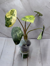 E-230 Perakensis Variegated
