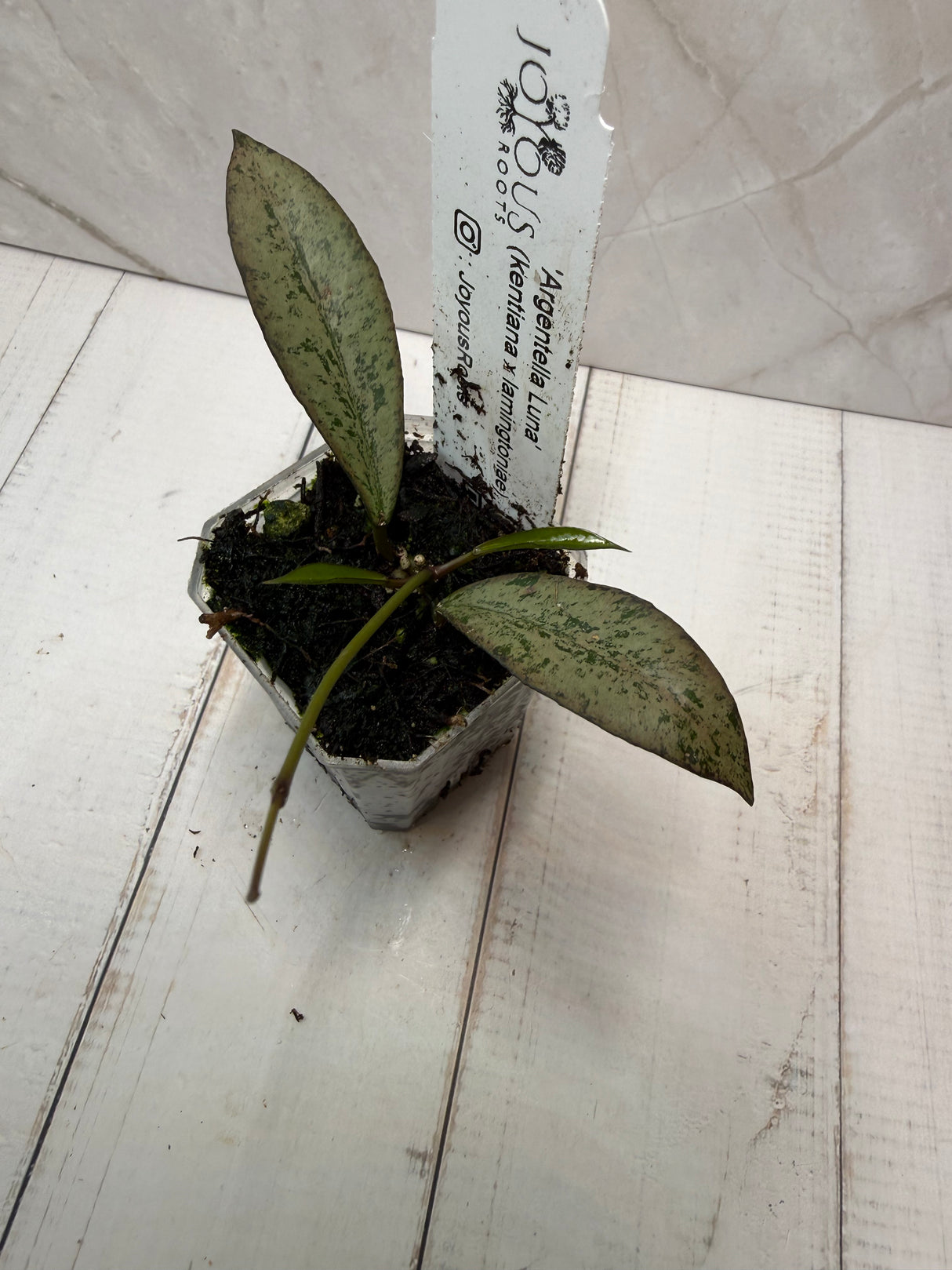 E-233 'Argentella Luna' (kentiana x lamingtonae)