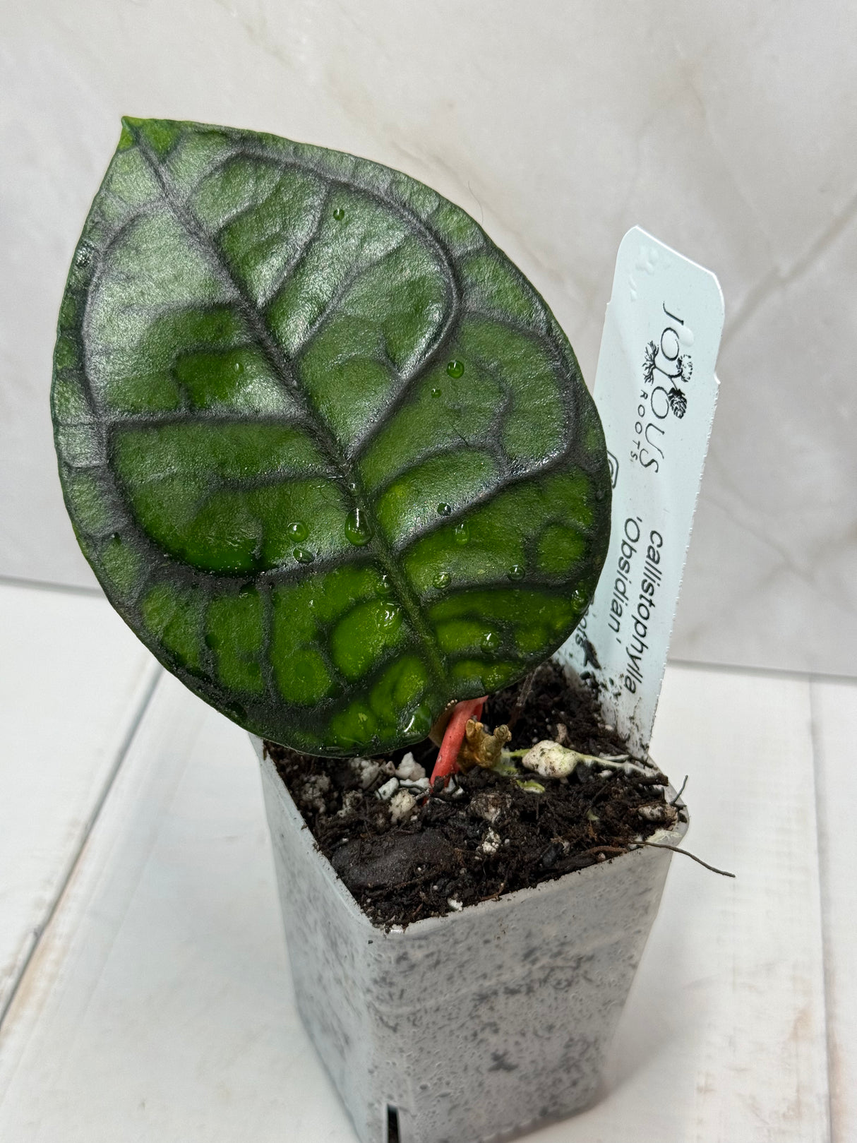 E-242 callistophylla "Obsidian'