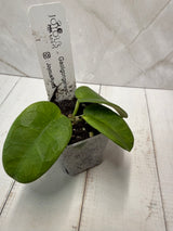 E-243 Gaoligongensis