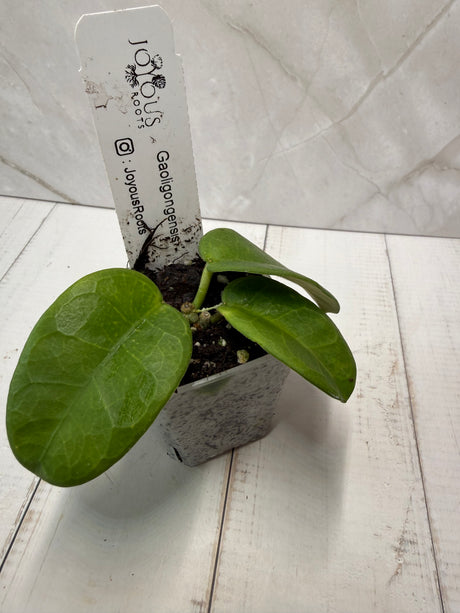 E-243 Gaoligongensis