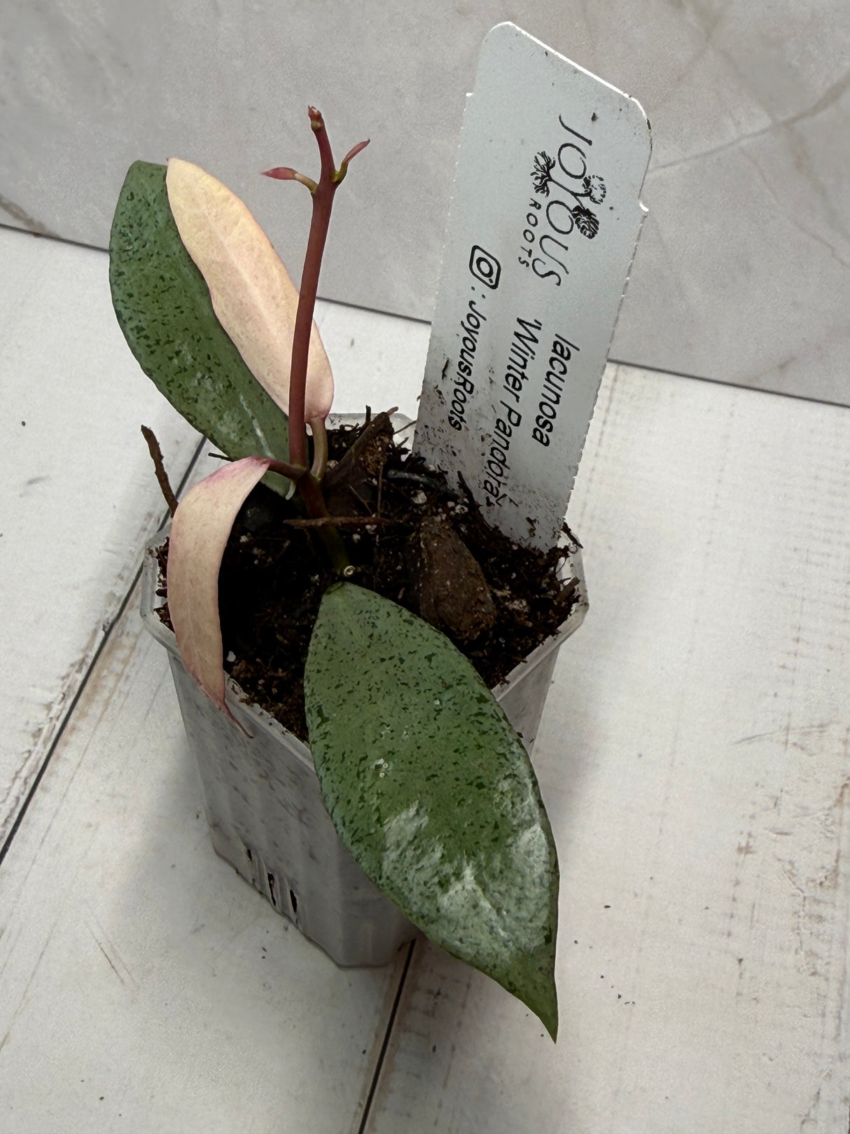 E-235 lacunosa 'Winter Pandora'