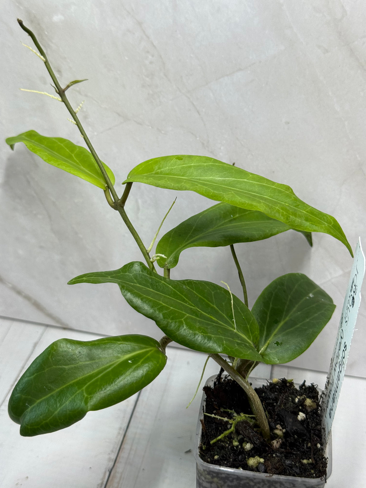 E-301 soligamiana (yellow flower)