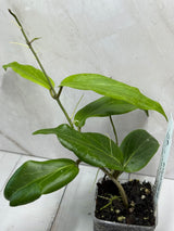 E-301 soligamiana (yellow flower)