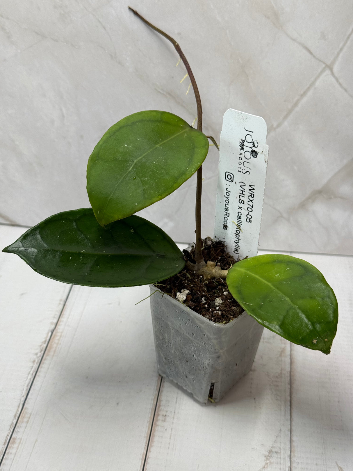 E-236 WRX70-05 (VHLS x callistophylla)