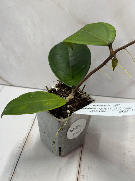 E-236 WRX70-05 (VHLS x callistophylla)