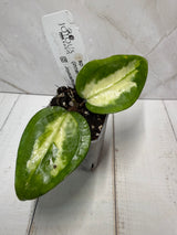 E-237 sp. Panglai (inner variegated)