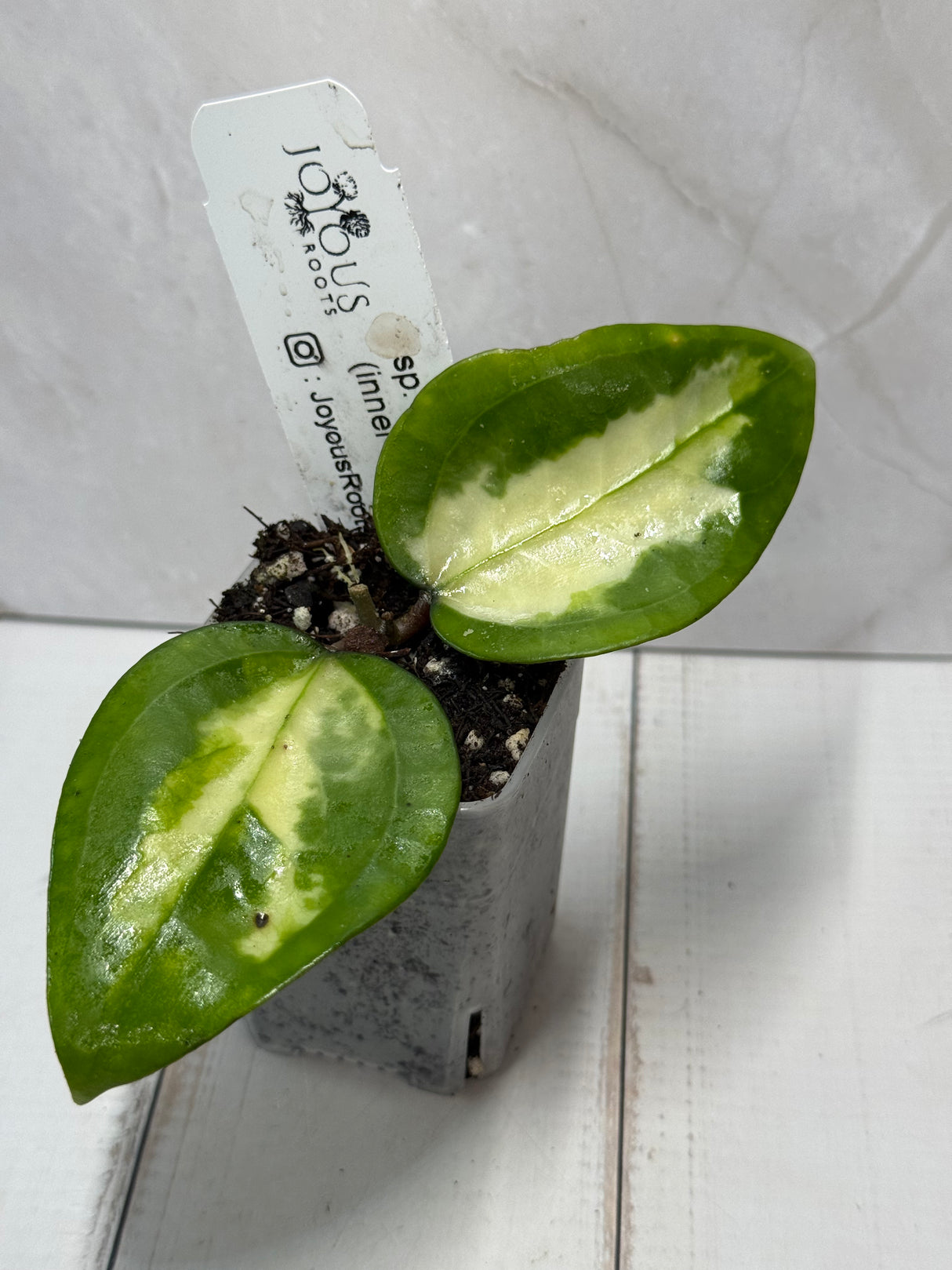 E-237 sp. Panglai (inner variegated)