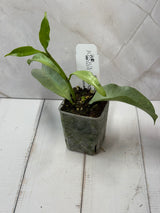 E-239 multiflora 'Wonderphil"