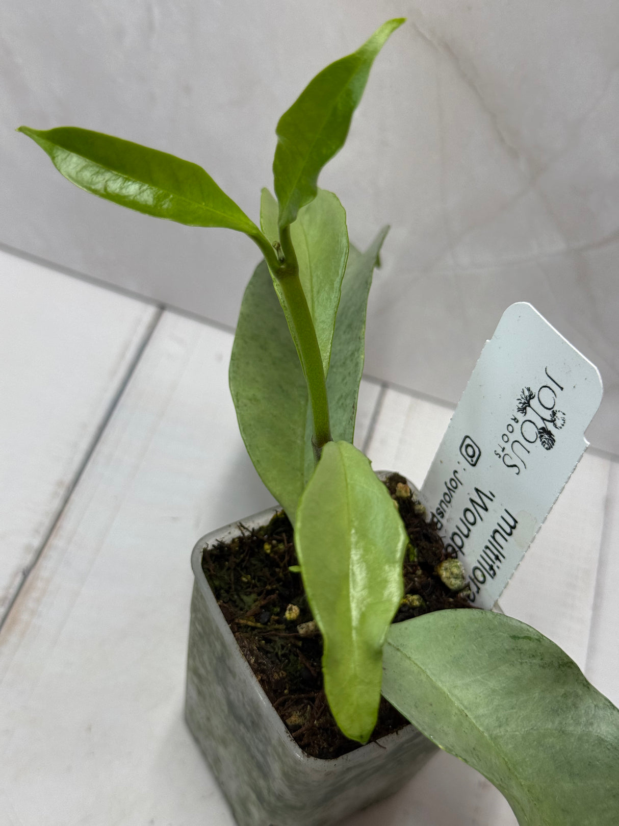 E-239 multiflora 'Wonderphil"