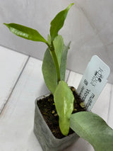 E-239 multiflora 'Wonderphil"