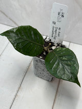 E-305 sp. Aceh 'Dragon Egg'
