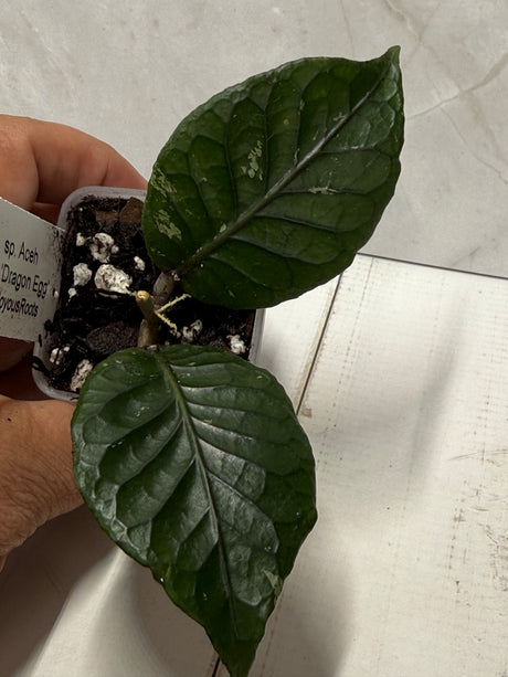 E-305 sp. Aceh 'Dragon Egg'