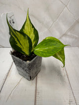 E-300 poluneura (inner variegated)