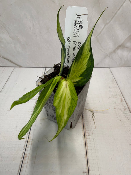 E-300 poluneura (inner variegated)