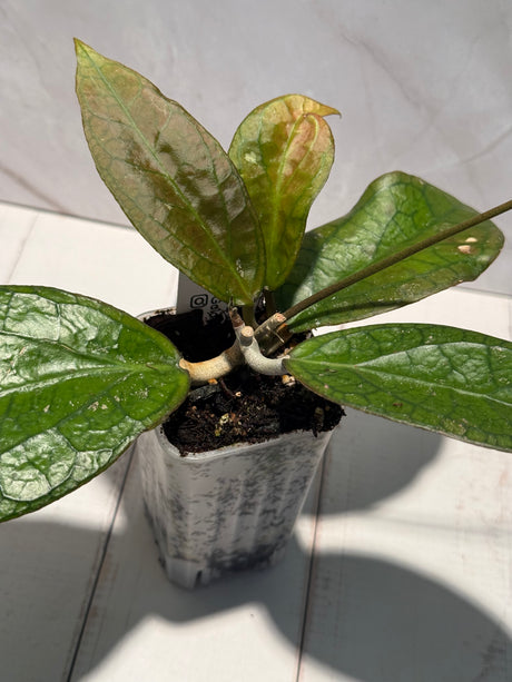 E-079 'Surisa' MB1280 (nicholsoniae x Goldeneye)