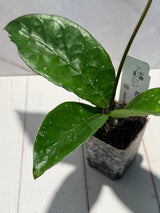 D-595 sp. Aceh Tela