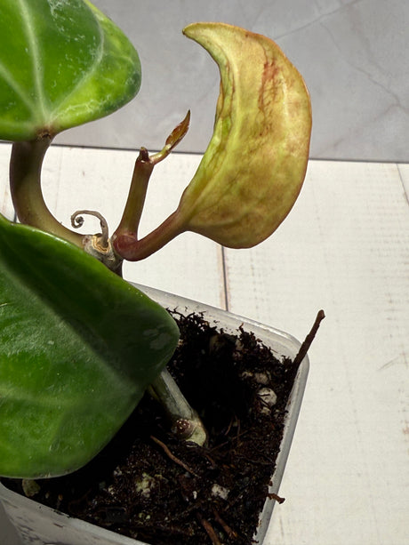 E-061 latifolia (variegated, UPTO11)