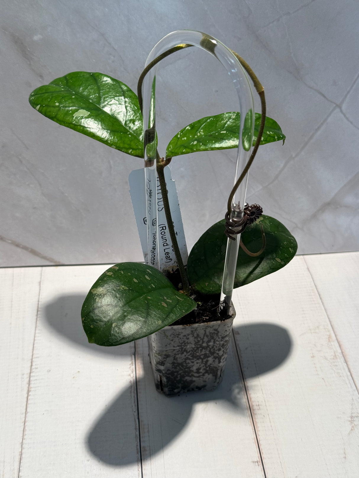 D-465 sp. Tanggamus (Round Leaf)
