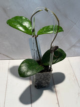 D-465 sp. Tanggamus (Round Leaf)