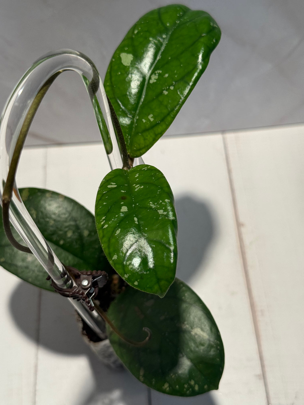 D-465 sp. Tanggamus (Round Leaf)