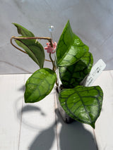 D-474 Callistophylla ’Vena’