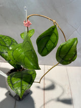 D-474 Callistophylla ’Vena’