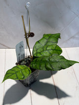 D-605 Callistophylla AR18