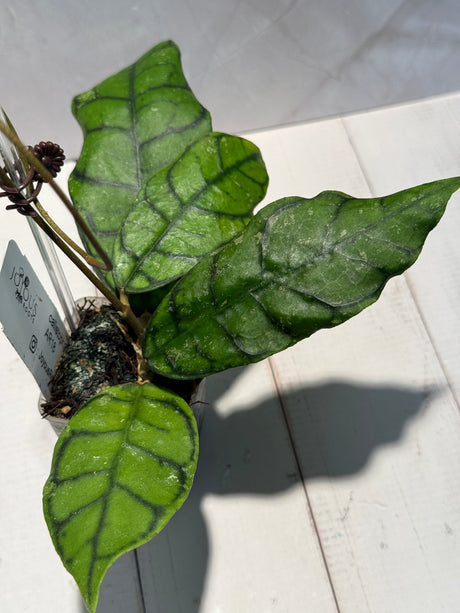 D-605 Callistophylla AR18