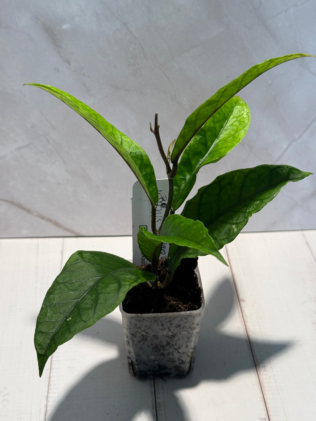 D-188 sp. Gayo Lues NAPC027