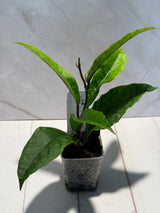 D-188 sp. Gayo Lues NAPC027