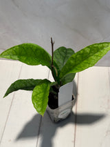 D-188 sp. Gayo Lues NAPC027