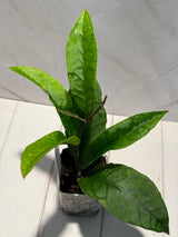 D-188 sp. Gayo Lues NAPC027