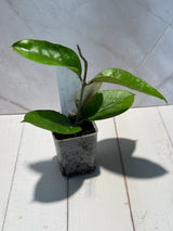 D-463 sp. Penosan NAPC147