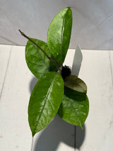 D-463 sp. Penosan NAPC147