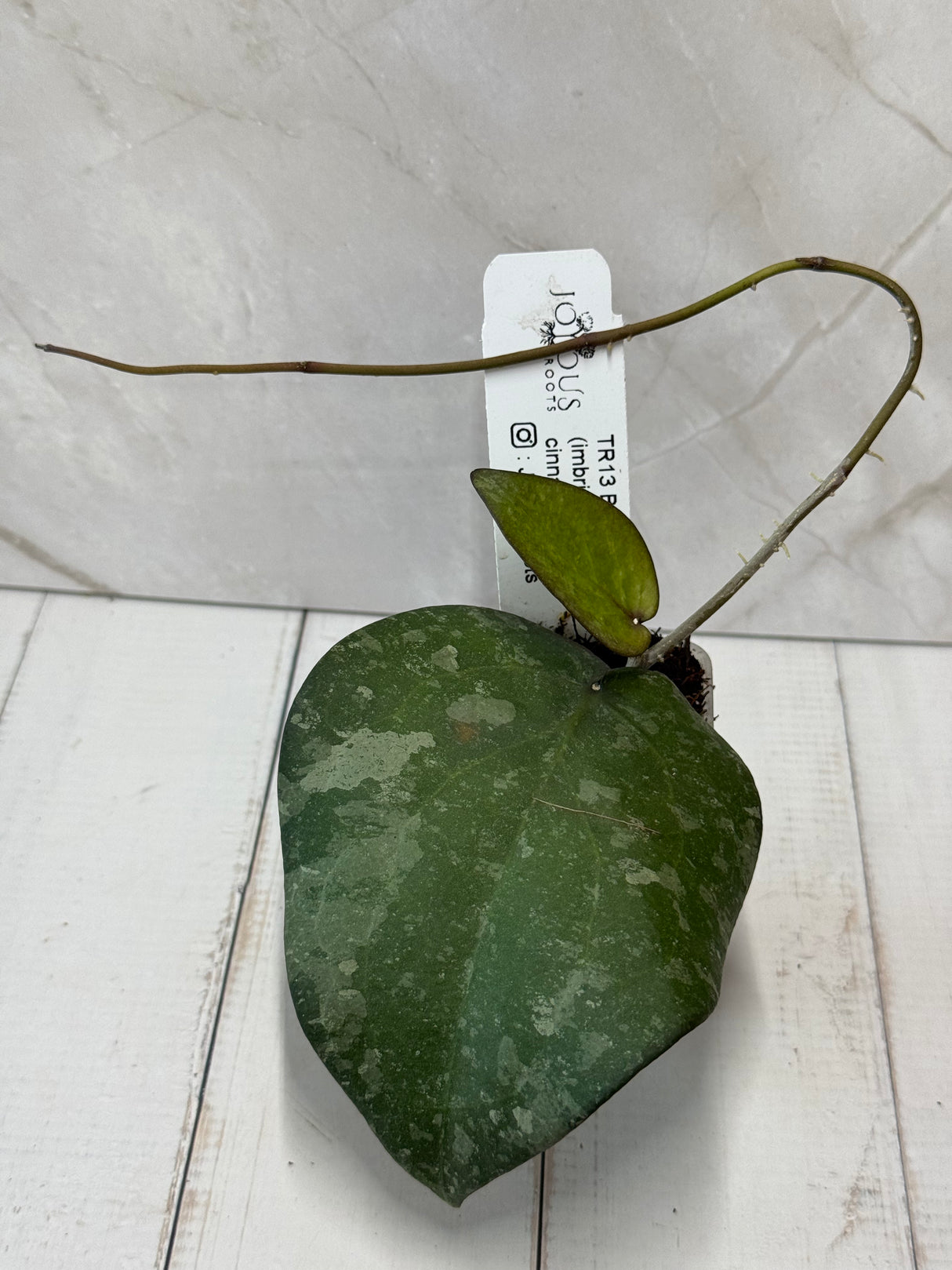 D-802 TR13 Black Margin (imbricata x cinnaomoifolia)