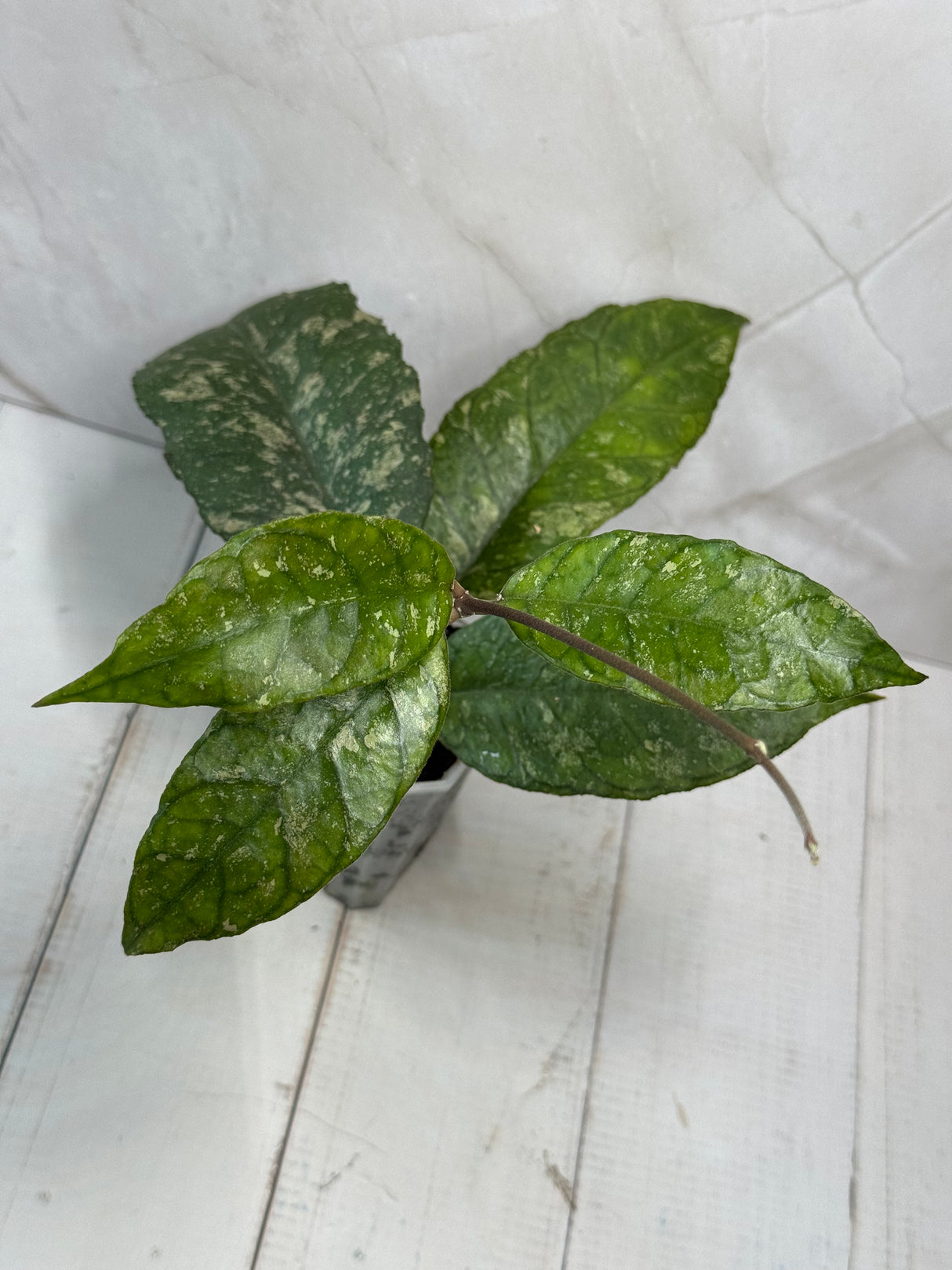C-214 previously vitellinoides